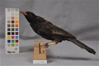 藏品(紅嘴黑鵯)的圖片